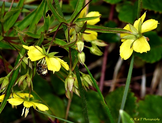 {Lysimachia lanceolata}